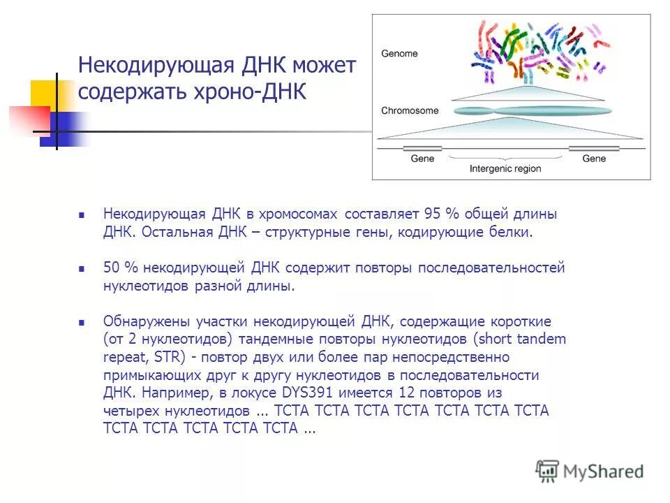 некодирующие последовательности генов