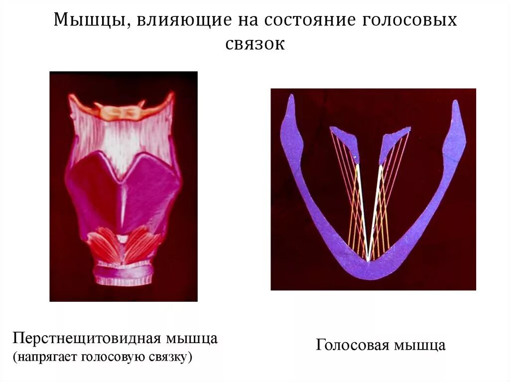 Перстная щитовидная мышца. Перстне шитовидная мышца. Перстне щитовилная мышца \. Голосовая мышца гортани. Мышцы голосовых связок