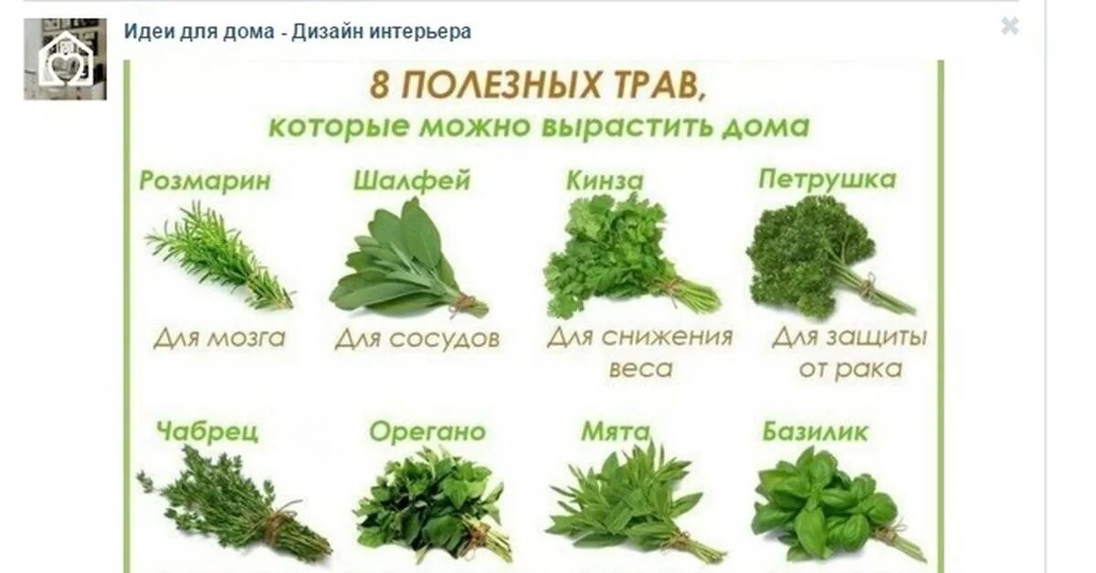 Какую траву можно курам. Полезные травы. Самые полезные травы. Полезные растения для человека. Какие травы полезны.