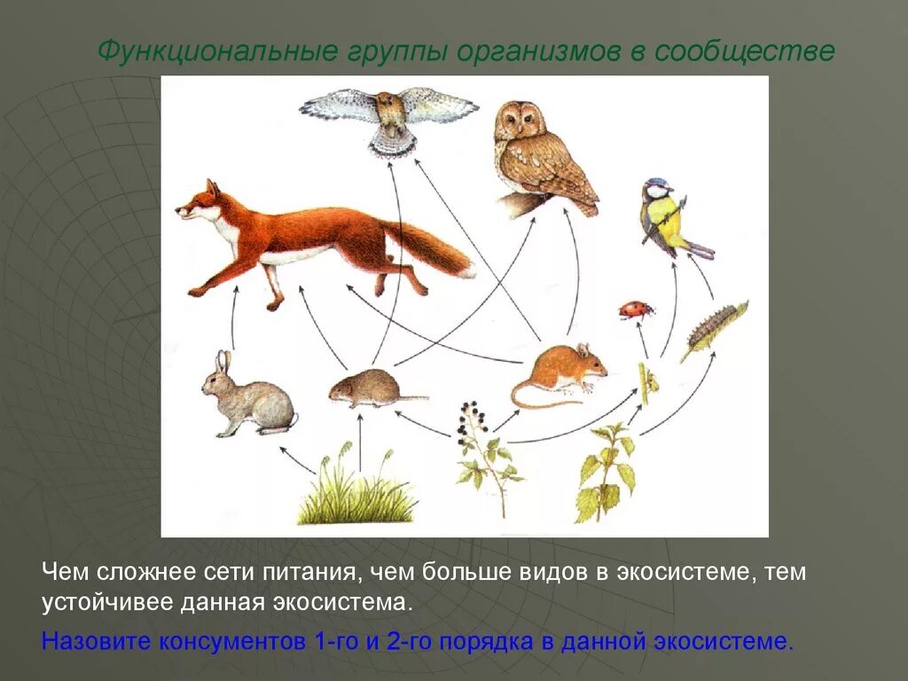 Экосистема продуценты консументы редуценты. Функциональные группы организмов в экосистеме. Роль живых организмов в экосистеме. Функциональные группы продуценты консументы редуценты. Роль продуцентов в природном сообществе