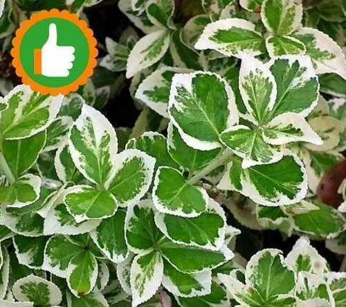 16 Silver-Foliage Plants to Brighten Your Landscape Silver plant, Foliage plants