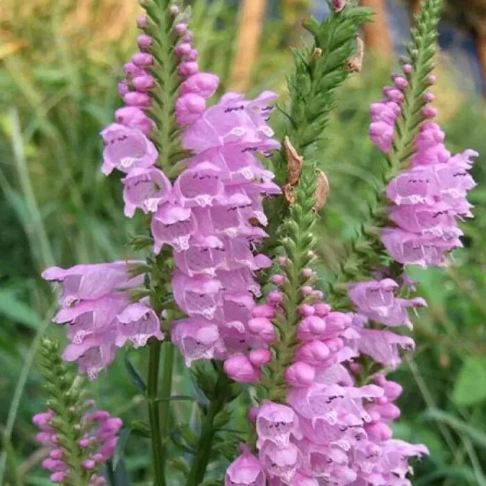 Название высоких многолетних цветов. Физостегия виргинская (Physostegia virginiana). Физостегия виргинская Rose. Физостегия виргинская ‘rosea’ (Physostegia virginiana ‘rosea’). Физостегия виргинская 'Bouquet Rose'.