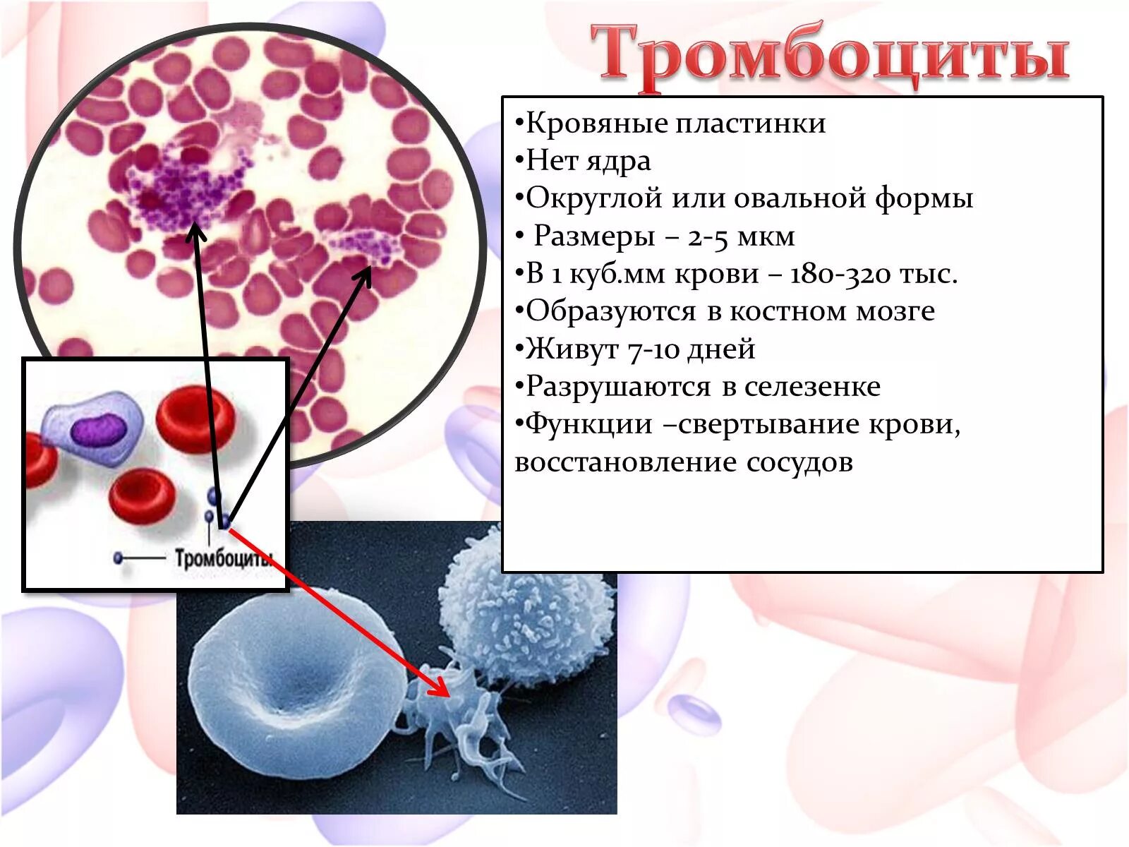 Селезенка и эритроциты. Тромбоциты. Тромбоциты в крови. Тромбоциты крови человека. Тромвасити.