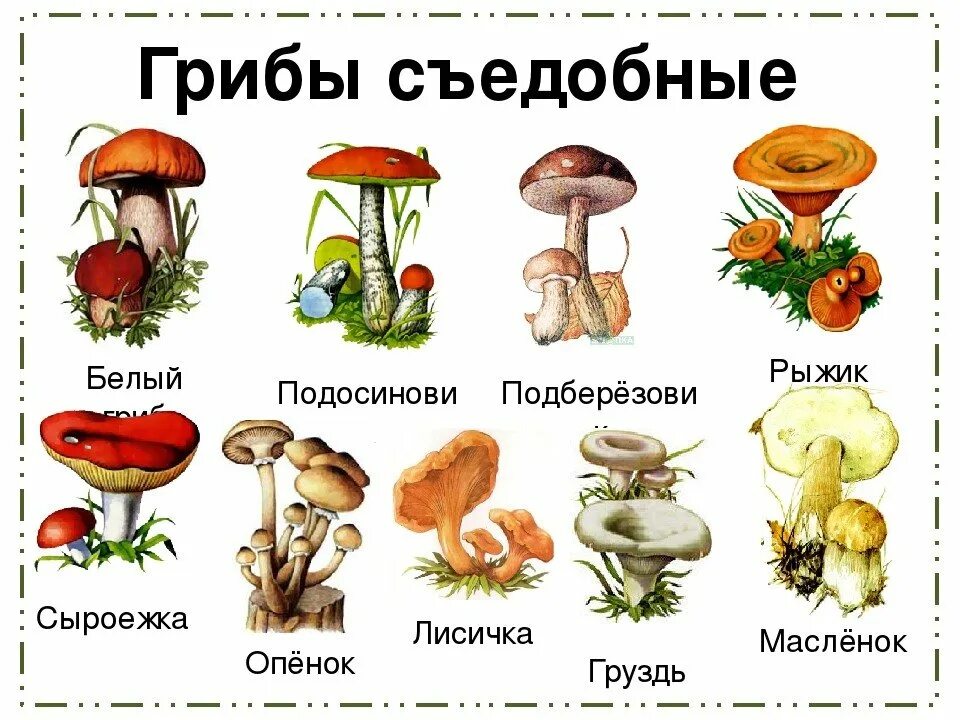 Название грибов 1 класс