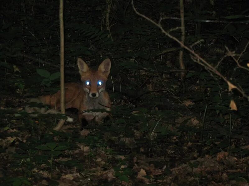 «лиса в лесу». Лиса ночью. Лиса ночью в лесу. Лиса ночью в лесу. Лиса на дороге ночью.