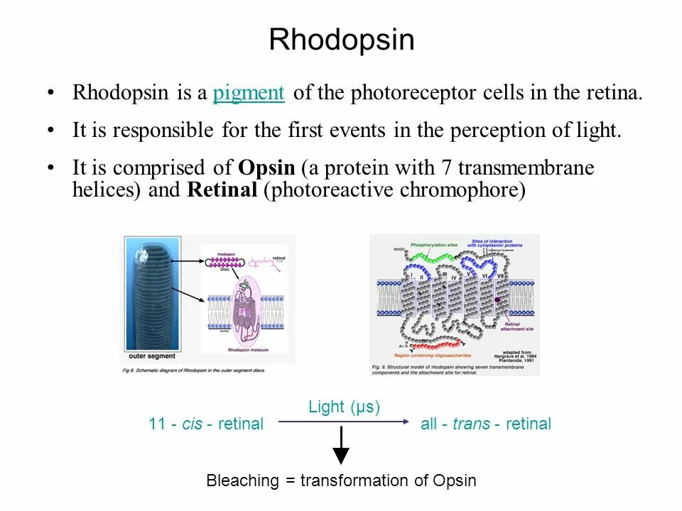 Содержат пигмент родопсин. Родопсин. Превращения родопсина. Rhodopsin structure. Stereoview of rhodopsin.