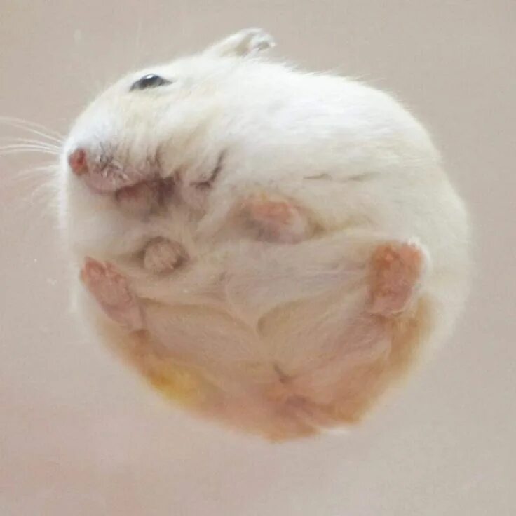 Хомяк спрятался. Боевой хомяк. Short squeeze hamster combat. Hamster combat тапалка. Short squeeze hamster combat.