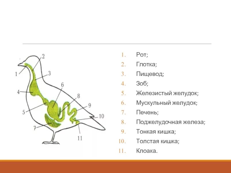 Пищеварительная система система птиц. Строение пищеварительной системы птиц. Пищеварительная система птиц состоит из. Схема пищеварительной системы голубя. Пищевод зоб