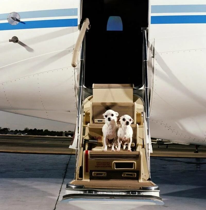 Собака в салоне самолета. Авиаперевозка животных. Перевозка животных в самолете. Транспортировка животных в самолете. Выезд собаки за границу