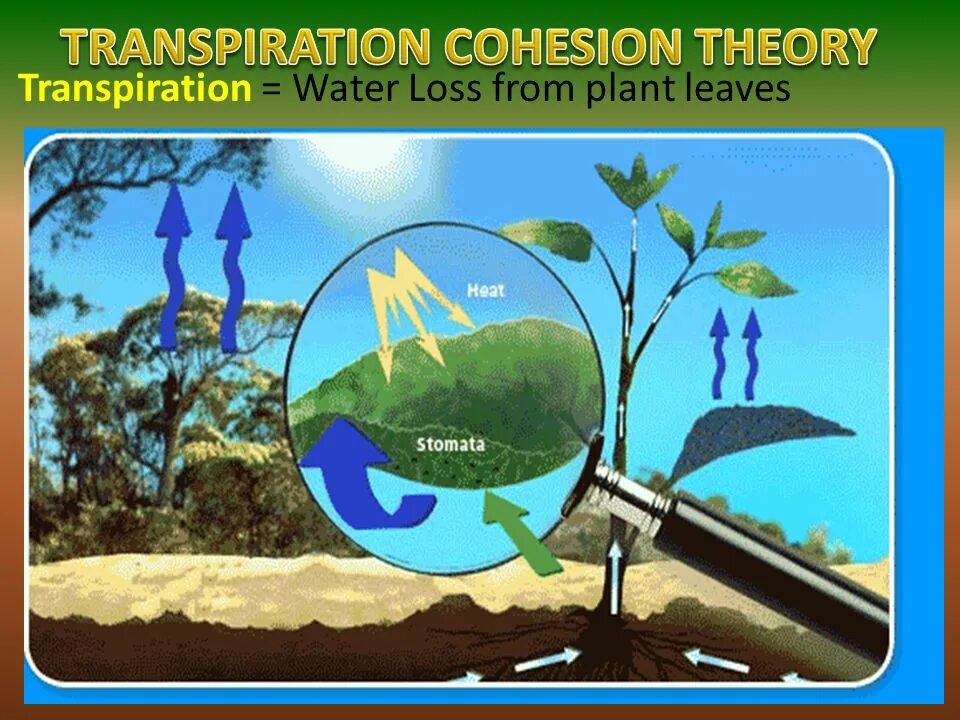 Транспирацию испарение воды. Транспирация у растений. Испарение воды растениями. Схема транспирации растений. Транспирация картинки.