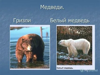 Какой медведь бурый или белый
