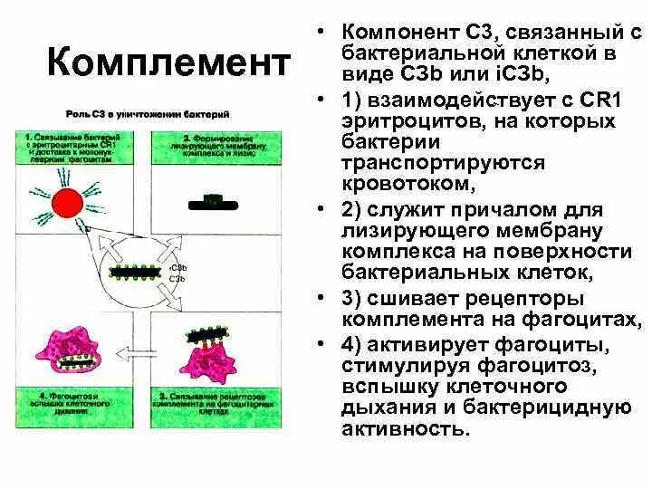 Компоненты комплемента анализ. Факторы комплемента. Защита от системы комплемента. Факторы связывающие компоненты комплемента. Антикомплементарная активность микроорганизмов.