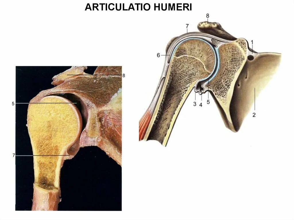 Плечевой сустав (articulatio Humeri). Articulatio acromioclavicularis. Соединения костей пояса верхней конечности. Плечевой сустав — articulatio Humeri анатомия животных.