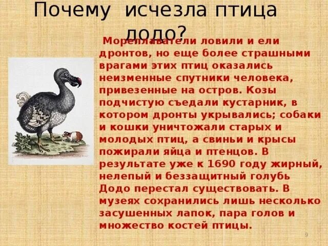 Исчезнешь почему ешь. Птица Додо маврикийский Дронт. Почему вымерли дронты. Маврикийский Дронт описание. Додо вымершая птица кратко.