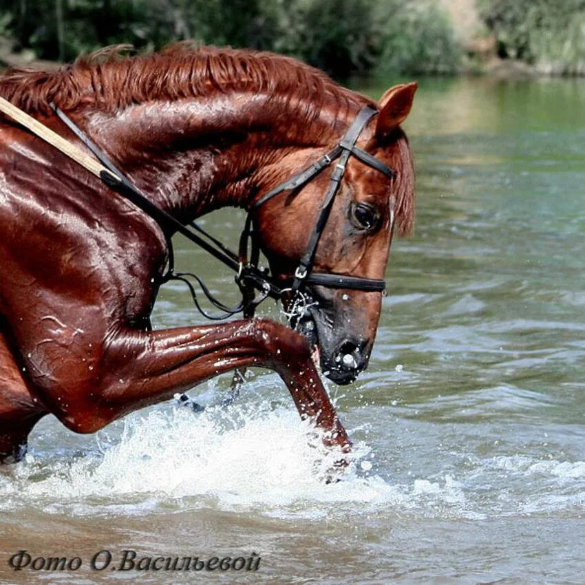 Лошади в воде. Красная лошадь. Лошадь жеребец. Красный конь в воде. Horsevet