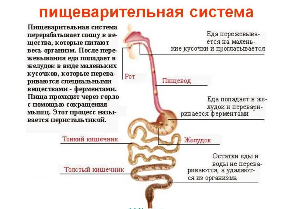 Пищеварительной системе происходит. Схема работы системы пищеварения человека. как устроена пищеварительная система кратко. анатомическое строение пищеварительной системы человека. движение пищи по пищеварительной системе человека.