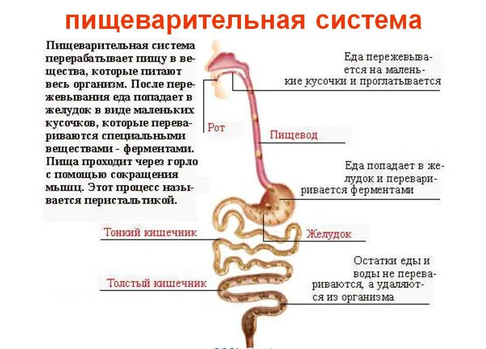 Почему не перевариваются стенки желудка. Схема работы системы пищеварения человека. Как работает пищеварительная система кратко. Как устроена пищеварительная система кратко. Анатомическое строение пищеварительной системы человека.