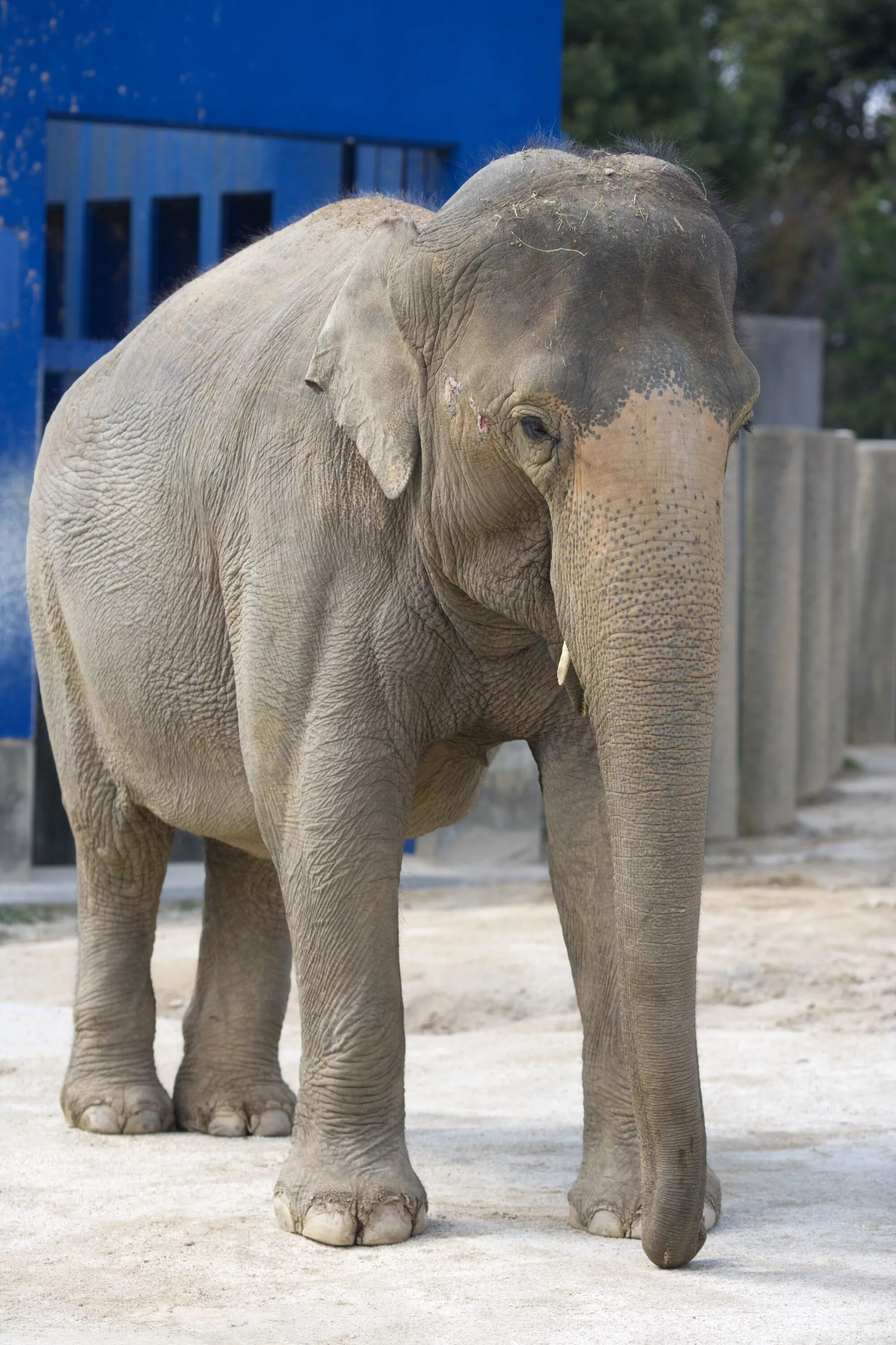 Elephant present. Гималайский слон. Азиатский индийский слон. Азиатский слон азиатский слон. Слон настоящий.