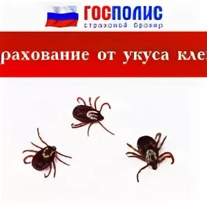 Ингосстрах страховка от клеща. Страхование от клеща росгосстрах. Застраховаться от клеща. Страхование от клеща Новосибирск. Страхование от укуса клеща реклама.