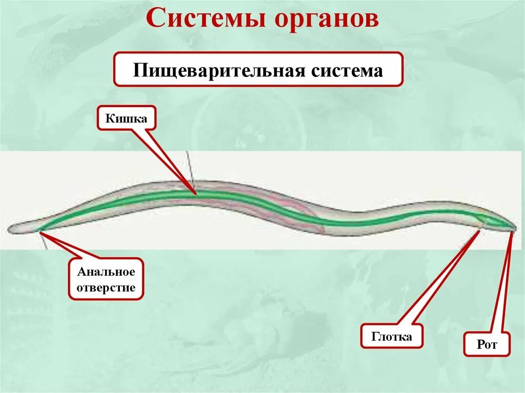 Система размножения круглых червей. Размножение круглых червей. Половая система круглых червей кратко. Тип размножения круглых червей.