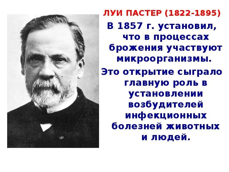 Л пастер вакцина. Луи Пастер ученый. Луи Пастер биологи. Луи Пастер открытия в микробиологии. Французский микробиолог Луи Пастер..