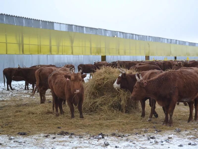 Ооо чистый продукт. Чистый продукт Шигонский район. ООО чистые продукты. Совхоз сменной Шигонский район. ООО перспектива КС Шигонский.