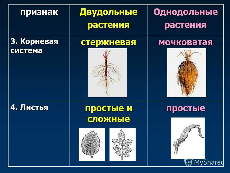 Однодольные это отдел или класс. Класс Однодольные мочковатая корневая система. Свекла однодольное или двудольное растение. Мочковатая корневая система Однодольные или двудольные. Строение корневой системы однодольных растений.