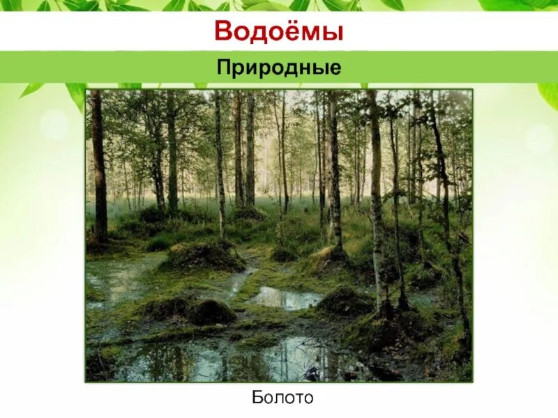 Что может быть в болоте. Неживая природа в болоте. природное сообщество болото. болота по природным зонам. карбон условия неживой природы.