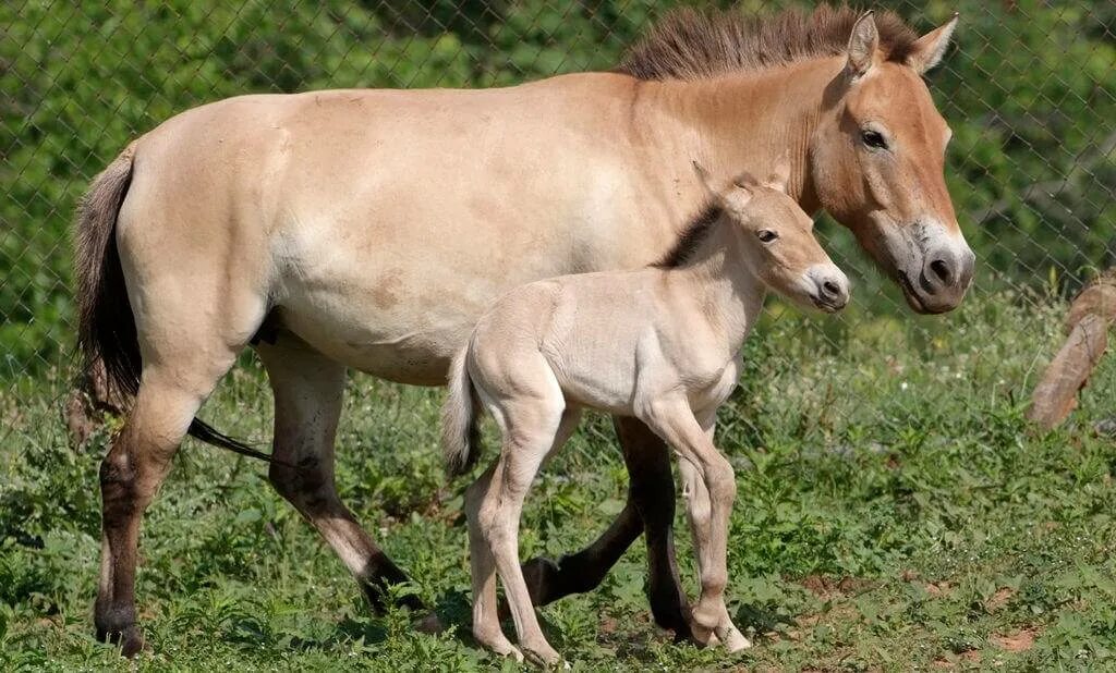 Лошадь Пржевальского Equus przewalskii. Лошадь Пржевальского жеребенок. Тарпан и лошадь Пржевальского. Дикая лошадь Тарпан. Почему лошадь пржевальского
