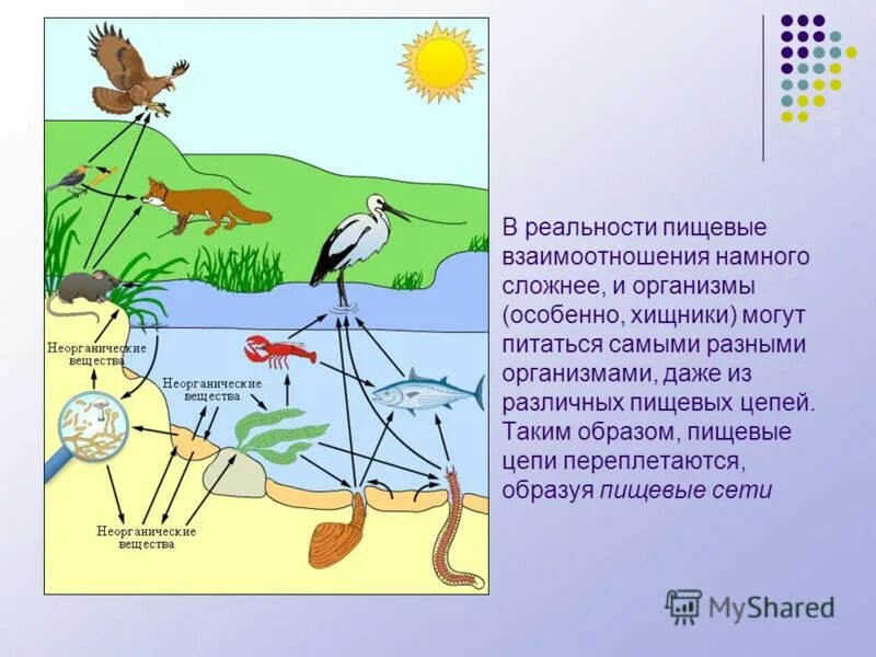 Сообщение экологические связи. Цепь питания живых организмов. Пищевые связи организмов. Пищевые связи в сообществах. Взаимосвязь живых организмов в природе.