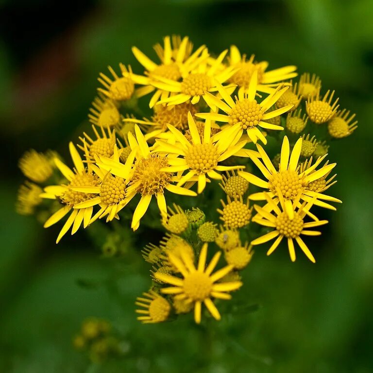 Маргаритка сорняк. Осот полевой. Огородный сорняк с жёлтыми цветками. Сорняки. Желтый сорняк.