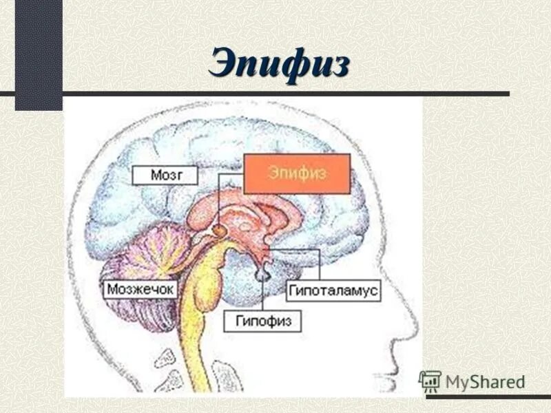 Таламус гипоталамус гипофиз. Гипофиз эпифиз таламус. Строение головного мозга гипоталамус и гипофиз. Строение мозга эпифиз гипофиз. Гипофиз передний мозг
