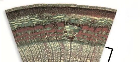 Поперечный срез губки leucandra. Микрофотография поперечного среза ветки липы. Поперечный срез стебля липы. Поперечный срез ветки липы. Микропрепарат ветка липы поперечный срез.