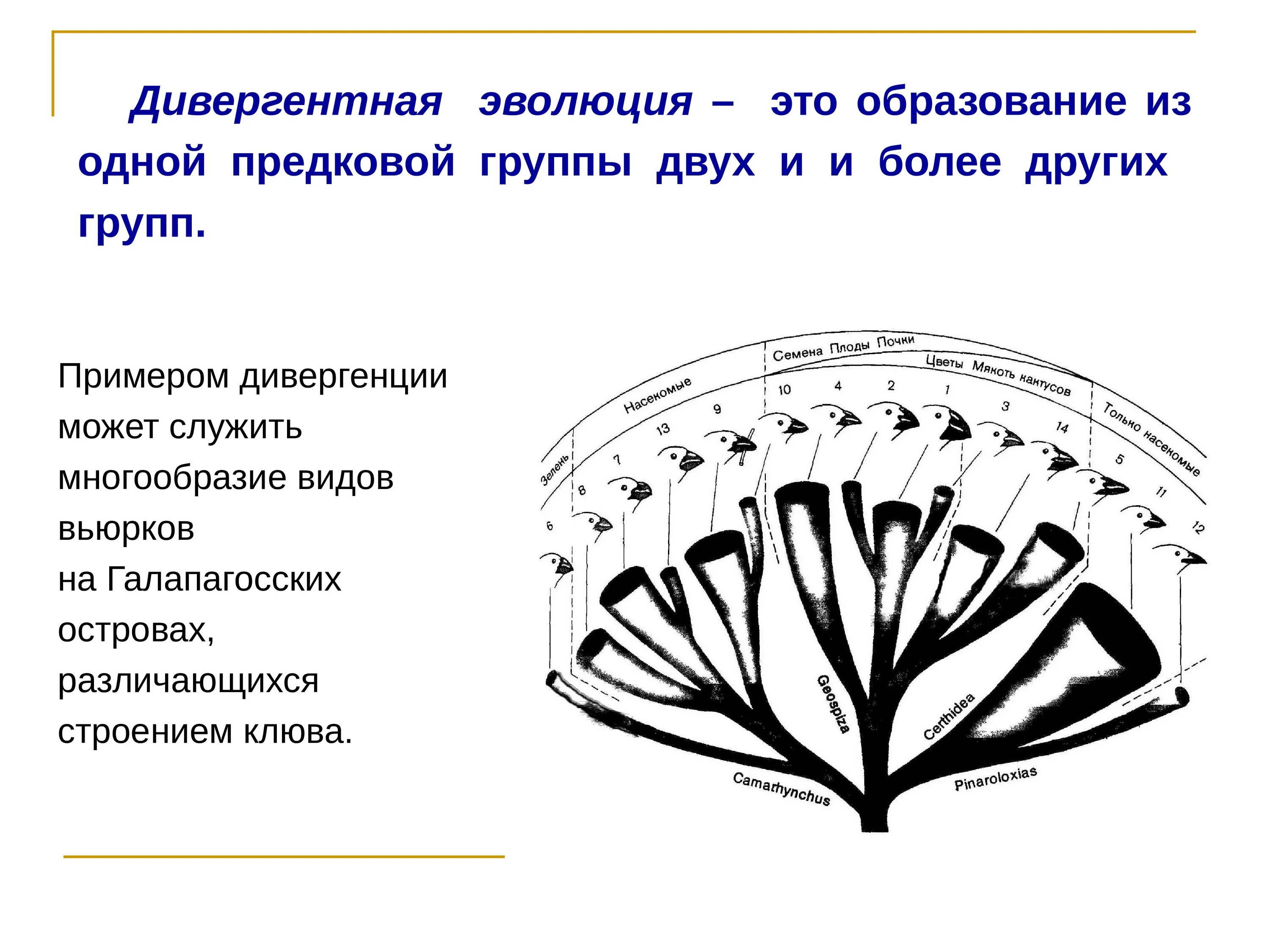 Дивергентная Эволюция примеры. Теория дивергентного развития тканей. Схема дивергентной эволюции. Дивергентная Эволюция видов по Дарвину. Дивергентные 2