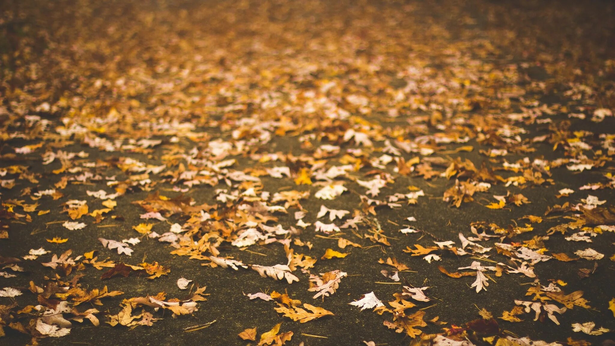 Листва на земле. Осенний листопад. Листья на асфальте. Осенние листья на земле. Leaves on the back