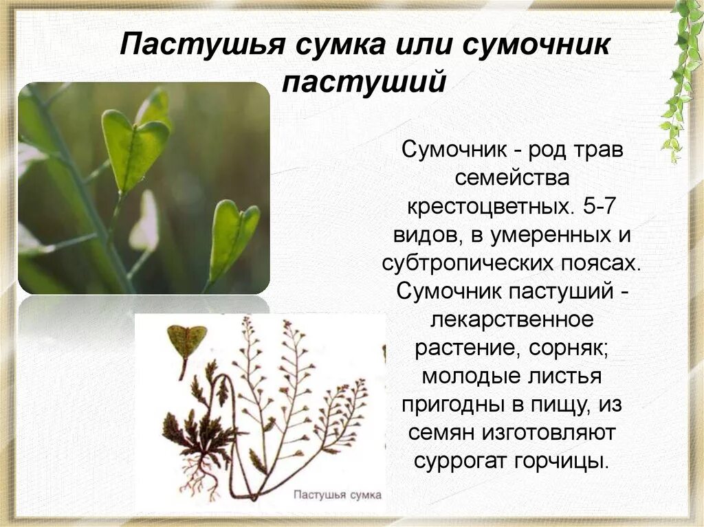 Пастушья сумка описание - CoffeePapa.ru
