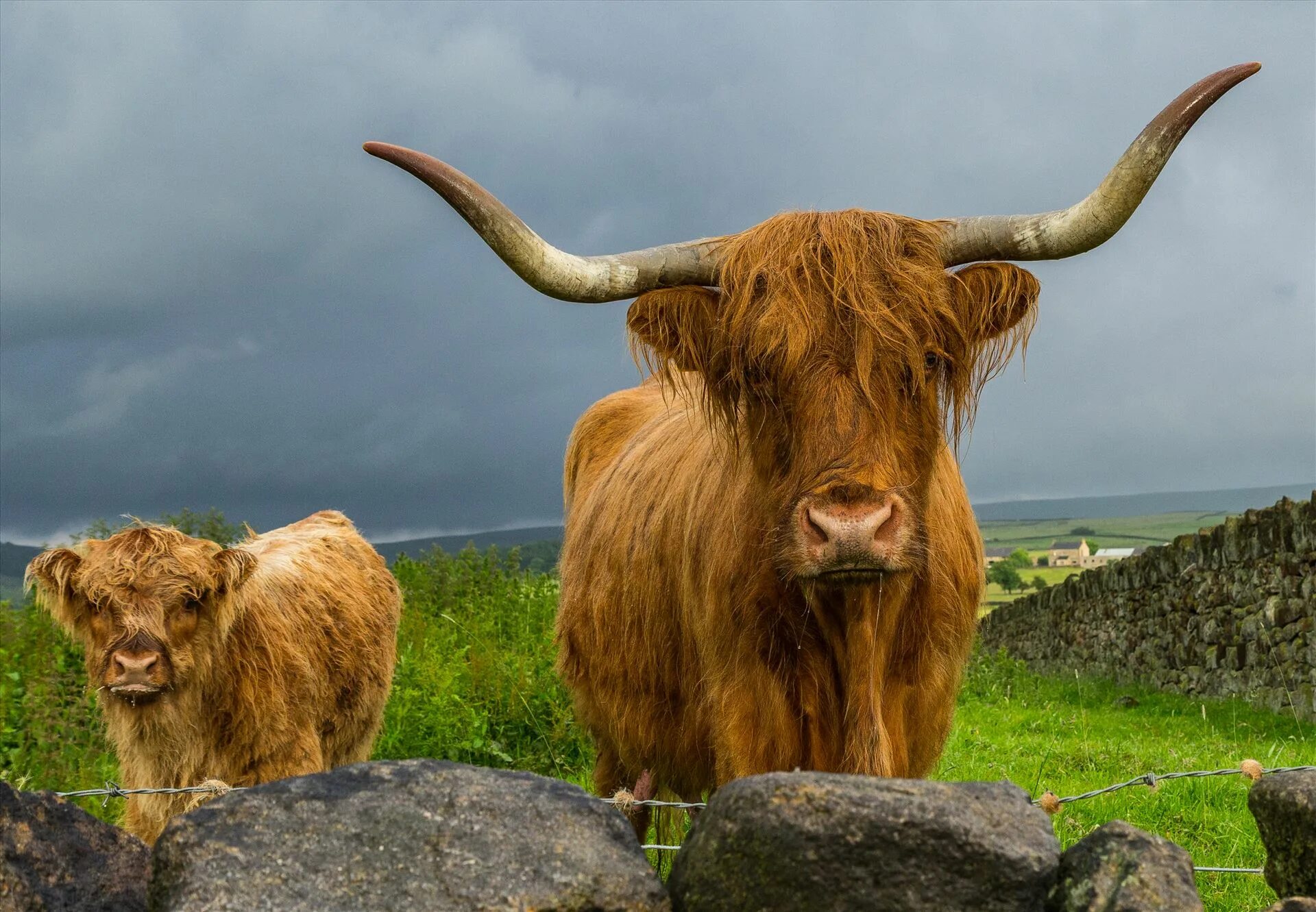 Highland вакансии. Шотландская корова хайлендер. Хайленд бык. Cattle хайленд. Хайленд теленок.