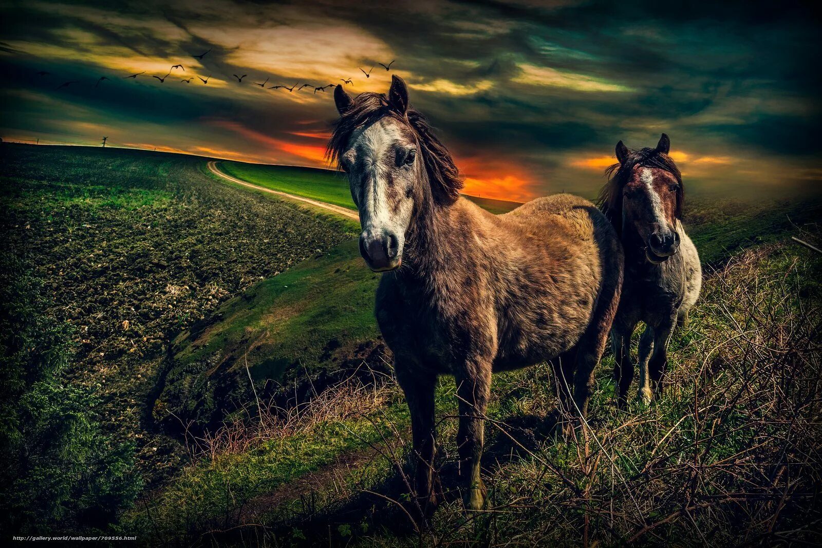 По дороге лошадка. Пейзаж с лошадьми. Красивые пейзажи с лошадьми. Лошадь в поле. Лошадь на дороге.