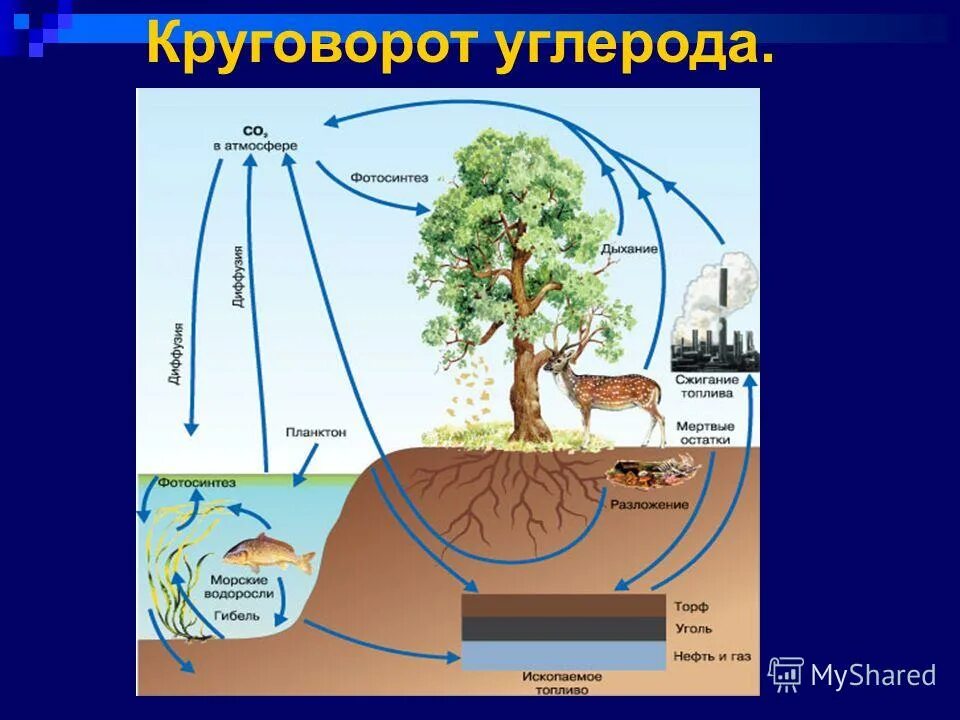 Круговорот веществ и энергии в биосфере схема. Круговорот азота фосфора и кислорода. Круговорот азота кислорода углерода в природе. Круговорот азота (по ф. Круговорот веществ в биосфере схема.