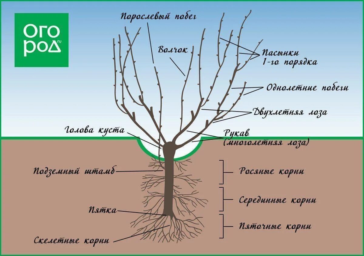 Обрезка винограда весной для начинающих как обрезать