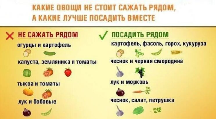 Можно ли сажать картофель после картофеля. Схема посадки овощей на огороде совместимость. Что можно сажать рядом. Совместимые схемы посадок овощей. Что с чем можно сажать.