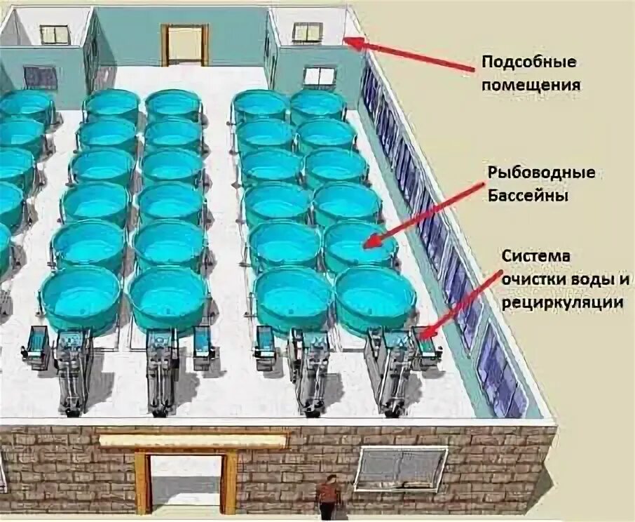Бизнес планы узв. Осетровая ферма узв. Ферма узв аквапоника. Бизнес план рыбного хозяйства по выращиванию форели. Бизнес планы узв.
