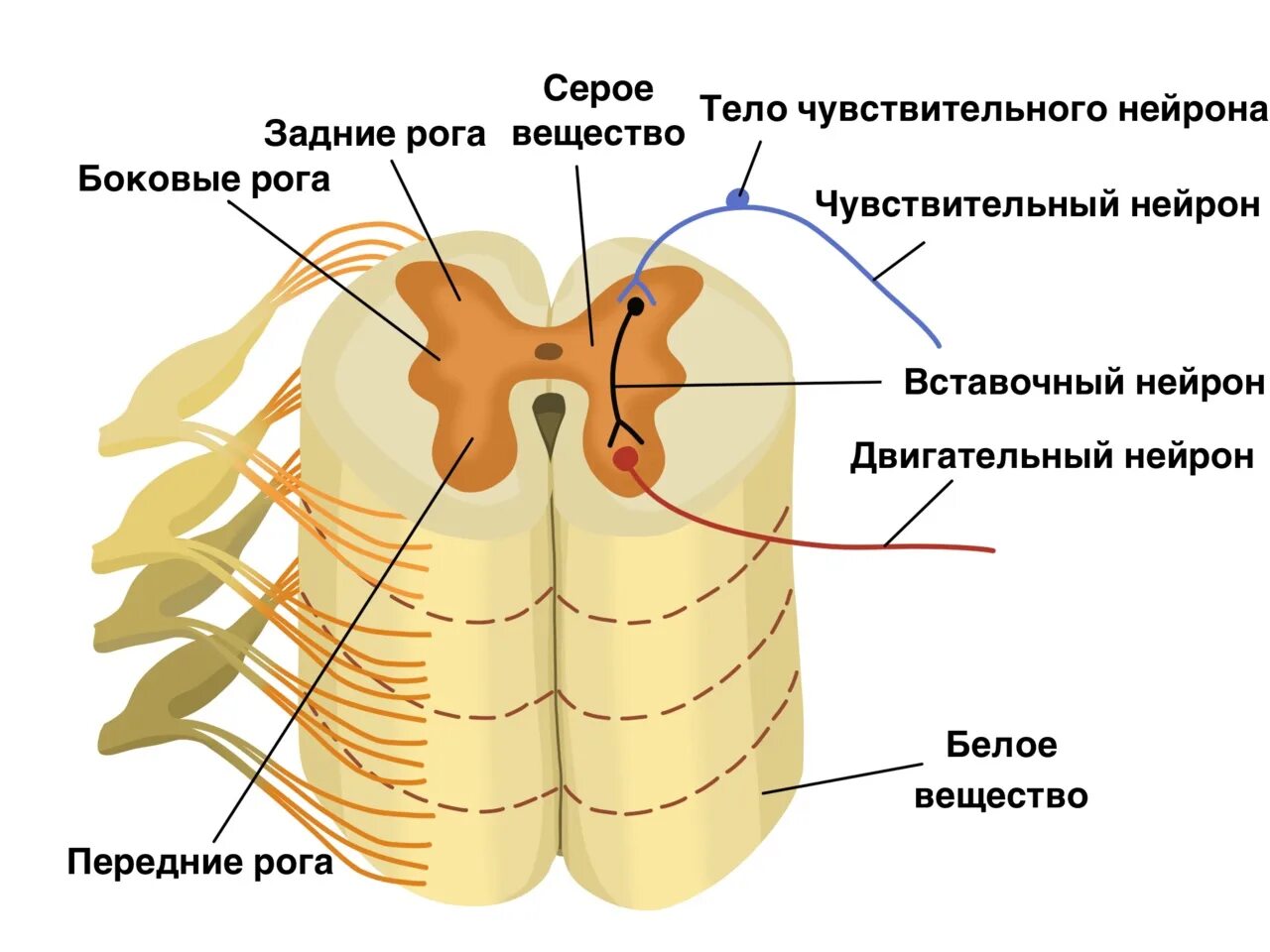 Строение 8. Схема строения спинного мозга животных. Строение спинного мозга 8 класс биология. Строение спинного мозга рога спинного мозга. Строение спинного мозга животного анатомия.