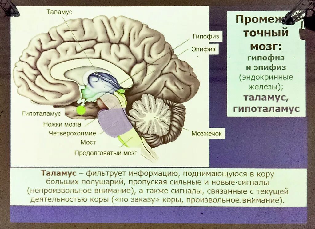 четверохолимие среднего мохзга. четверохолмие среднего мозга. четверохолмие строение и функции. нижние холмики четверохолмия анатомия. крыша среднего мозга пластинка четверохолмия.