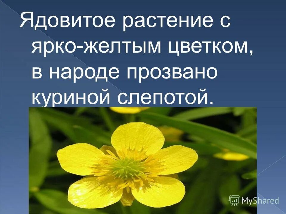 желтые ядовитые растения. Thevetia peruviana желтый. лютик луговой. ядовитые растения. пижма обыкновенная цветет.