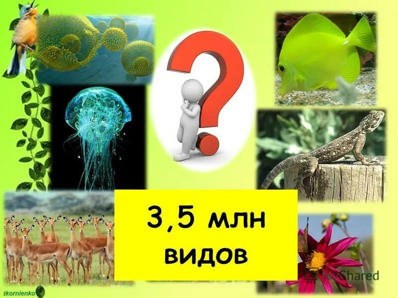 Информация о живых организмах. Интересные факты по биологии. Биология наука о живых организмах. Темы для презентации биология. Интересные факты о живых организмах.