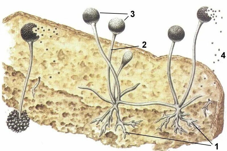 Строение белой плесени – мукора. Строение плесени пеницилл. Строение гриба плесень. Лишайник мукор. Строение гриба плесень.