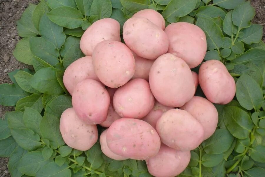 Беллароза картофель характеристика отзывы вкусовые. Сорт картофеля Рябинушка. Картошка сорт Рябинушка. Рябинушка красный картофель. Картофель семенной Беллароза.