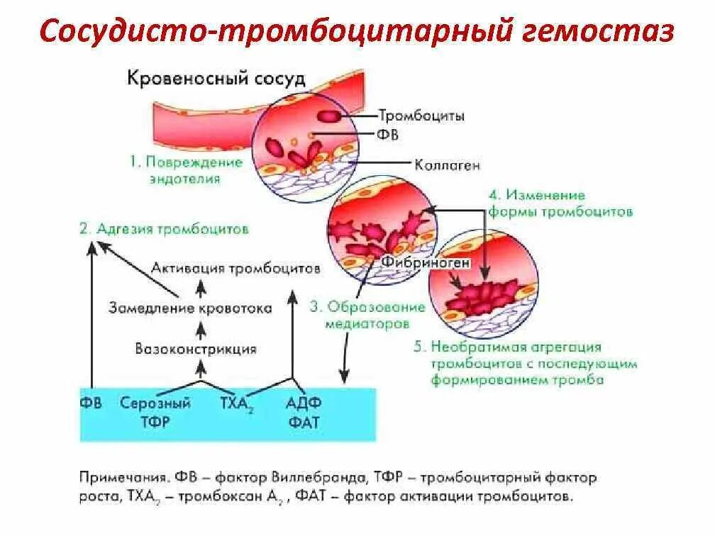 Факторы образования тромба