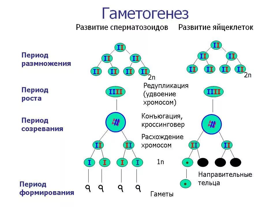 Созревание полярных телец. Схема стадий гаметогенеза. Фаза размножения сперматогенеза. Периоды гаметогенеза схема. Гаметогенез этапы сперматогенеза.